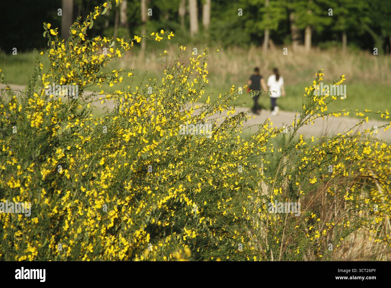 Virginia, USA. Scotch Besenpflanzen blühen im Frühling. Stockfoto