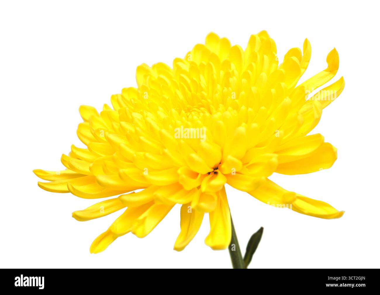 Gelbe Chrysantheme einzelne Blume isoliert auf weißem Hintergrund Stockfoto