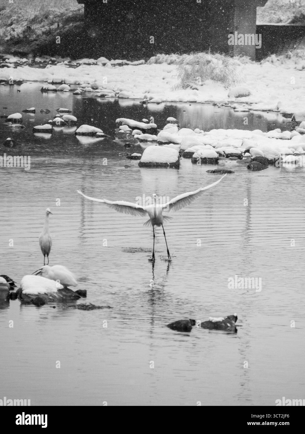 Zwei Kraniche stehen in einem verschneiten Fluss in Jeonju, Südkorea, und tauchen ihre Füße in eiskaltes Wasser, während der Schnee sanft über die ruhige Winterlandschaft fällt. Stockfoto