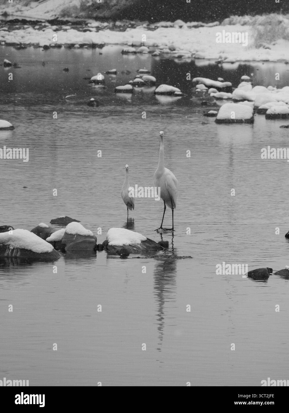 Zwei Kraniche stehen in einem verschneiten Fluss in Jeonju, Südkorea, und tauchen ihre Füße in eiskaltes Wasser, während der Schnee sanft über die ruhige Winterlandschaft fällt. Stockfoto
