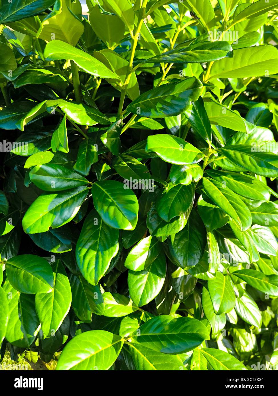 Groe dunkelgrne glnzende bltter -Fotos und -Bildmaterial in hoher  Auflsung  Alamy