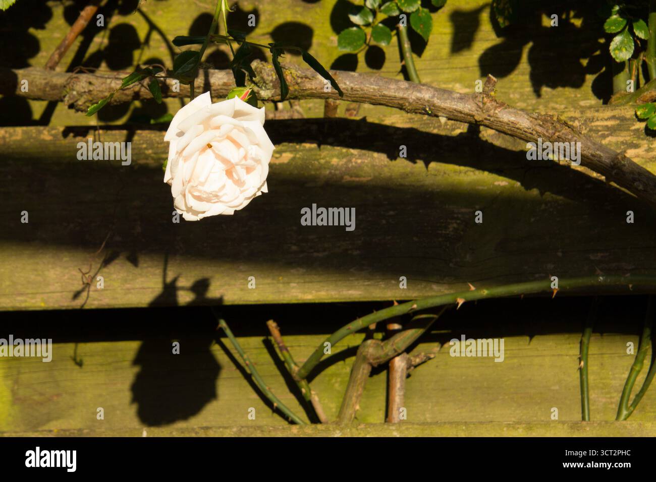 Whire erblühte im Frühling in unserem Garten, im warmen Sonnenlicht des Sonnenuntergangs Stockfoto
