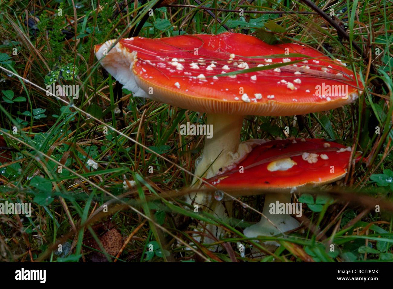 Fliegenpilz ist ein großer, weiß gefleckter Pilz mit weißem Kiemen, der typischerweise eine hellrote Kappe mit charakteristischen weißen Warzen aufweist. Stockfoto