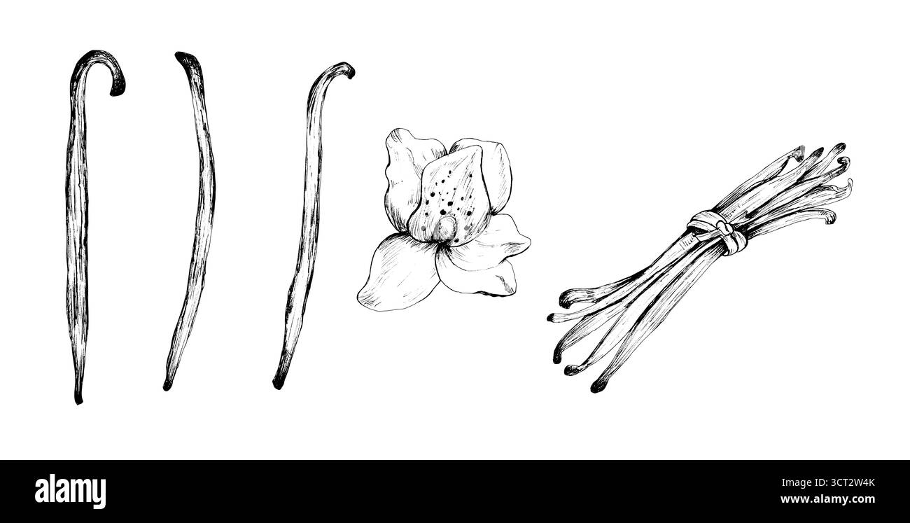 Ein Bündel Vanilleschoten, Blume und ein Haufen Schoten. Schwarz-weiße Tinte, Aroma für Lebensmittel, Kosmetik, Parfum. Handgezeichnete Tinte Monochrom illustr Stockfoto