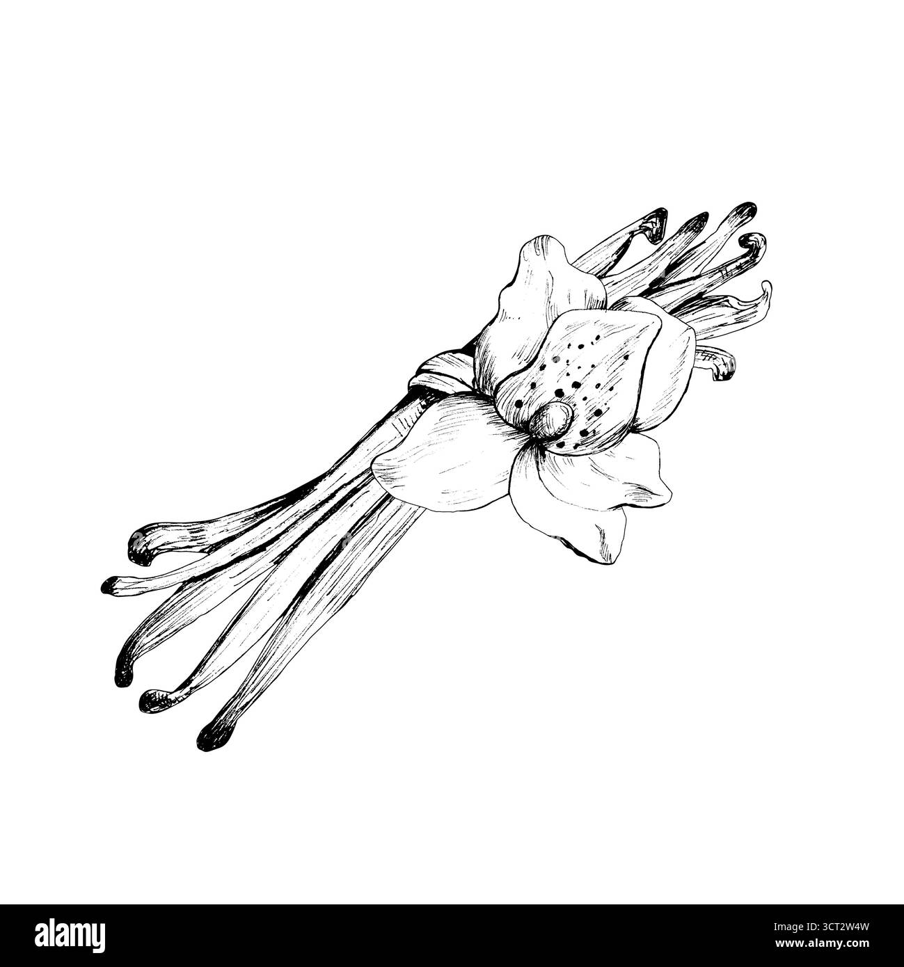 Tuschzeichnung von Vanilleschoten mit Blume in einem Haufen. Schwarz-weiße Strichkunst, Bäckerei-Gewürz. Aroma für Essen, Kosmetik. Handgezeichnete monochrome Illustraten Stockfoto