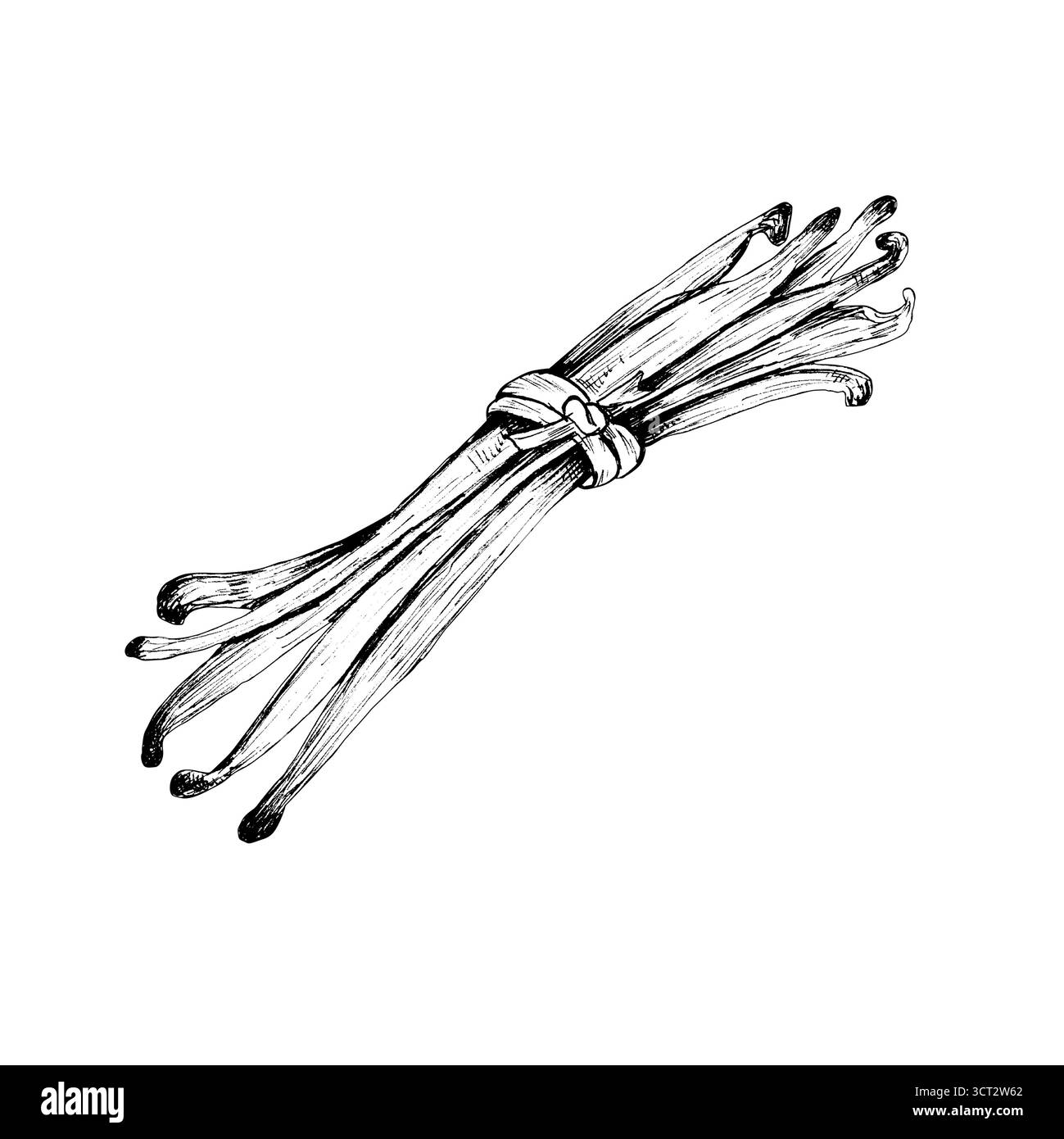 Ein Haufen Vanilleschoten. Schwarz-weiße Tinte, Bäckerei-Gewürz. Aroma für Lebensmittel, Kosmetik, Parfum. Handgezeichnete Tinte monochrome Illustration für Menü, Stockfoto