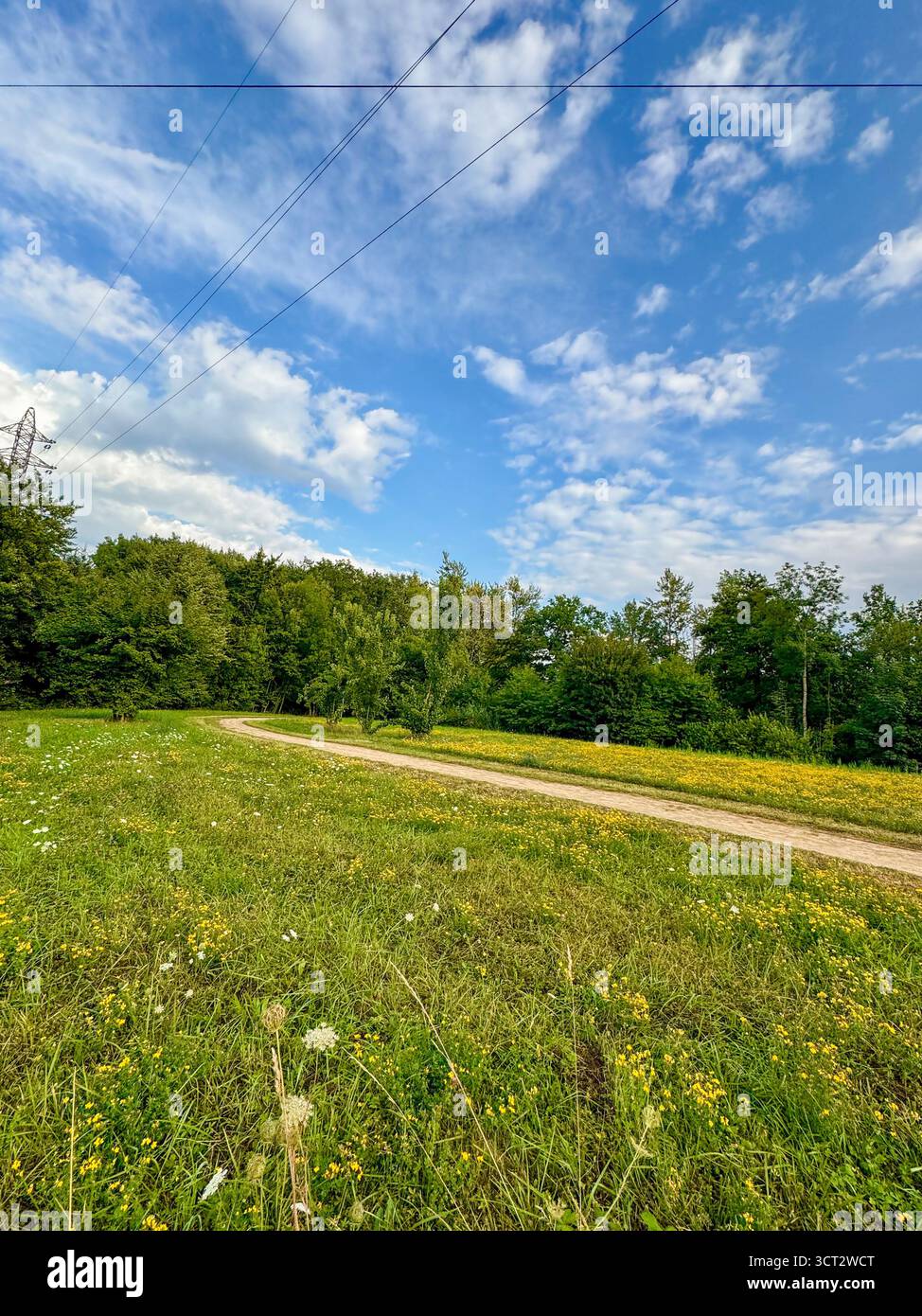 Malerischer Feldweg, der sich durch eine gelb-grüne Wiese neben einem dichten Wald schlängelt, mit Stromleitungen, die einen hellblauen Himmel mit weißen Wolken überqueren - Smartphone-aufgenommenes Stockfoto