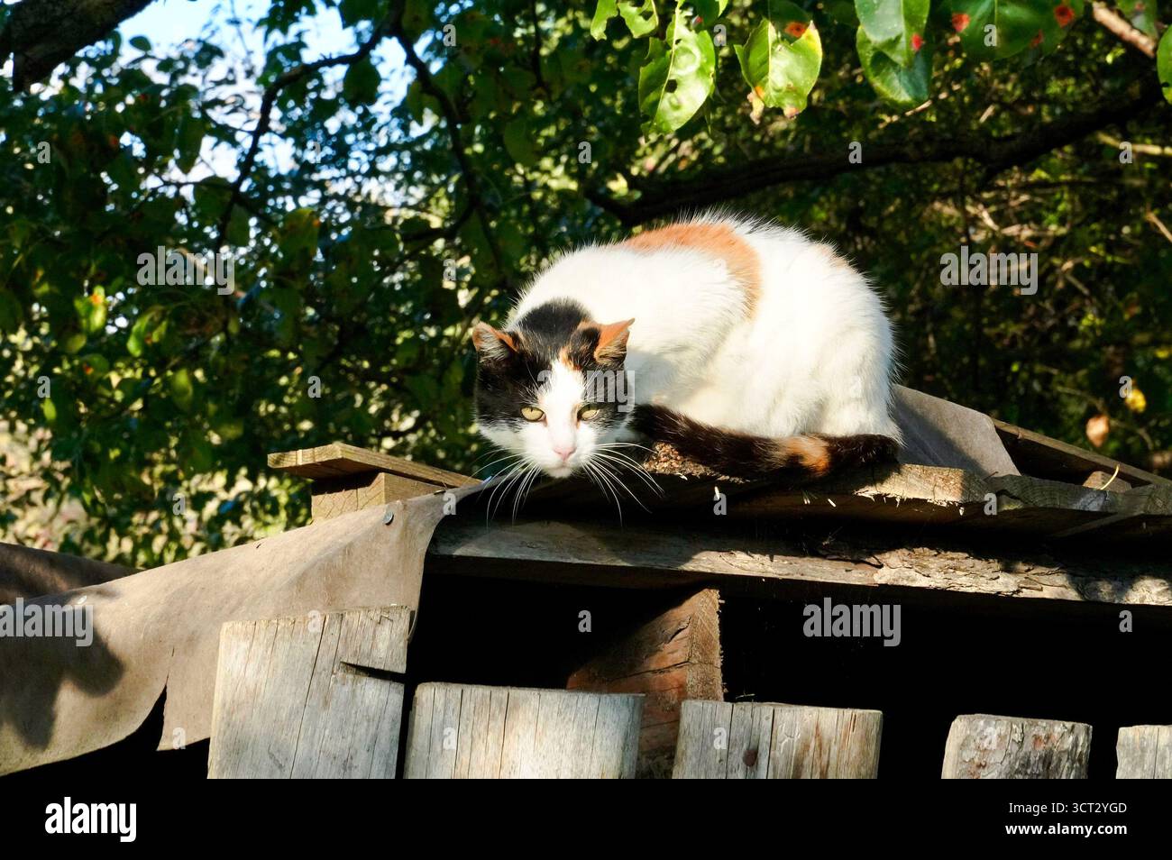 Hauskatze sitzt auf dem Dach eines Holzhauses im Garten Stockfoto