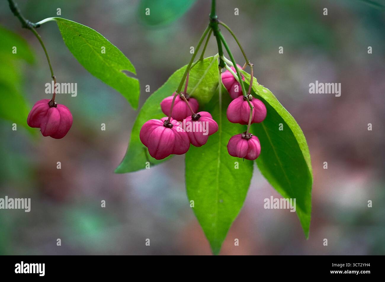 Blüten des herzförmigen Euonymus europaeus Stockfoto