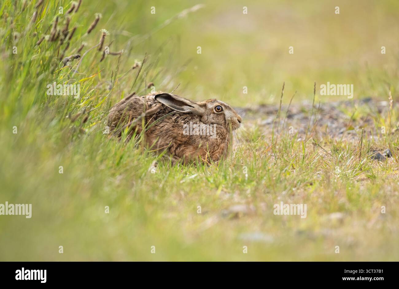 Brauner Hase, der im Gras sitzt Stockfoto