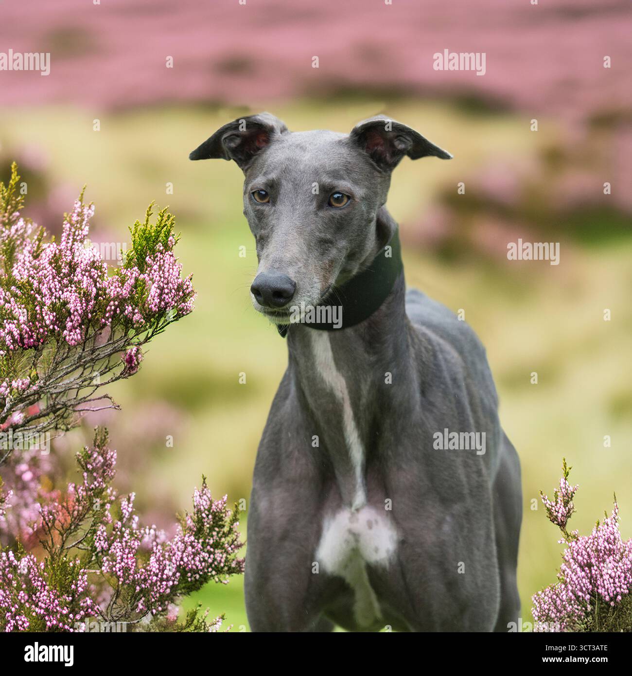 windhund-Hund in Heidekraut und Gras Stockfoto