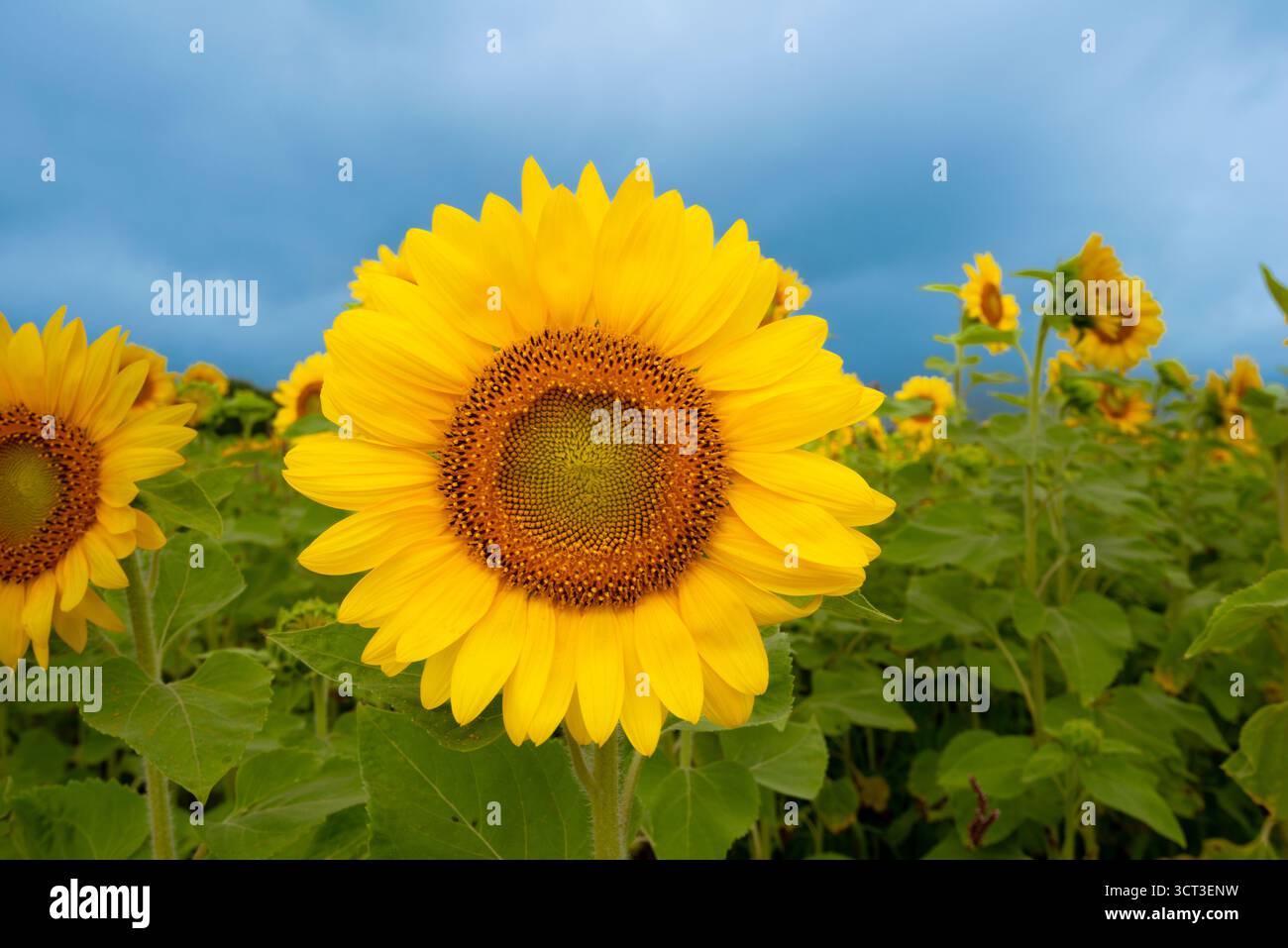 Sonnenblumenfeld gegen blauen Himmel Stockfoto