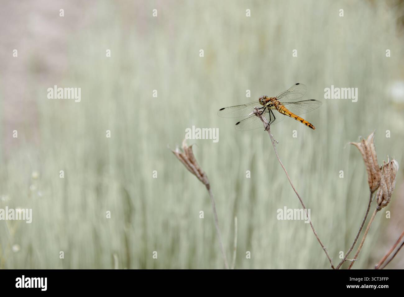 Libelle sitzt im Sommer auf einer trockenen Pflanze auf der Wiese Stockfoto