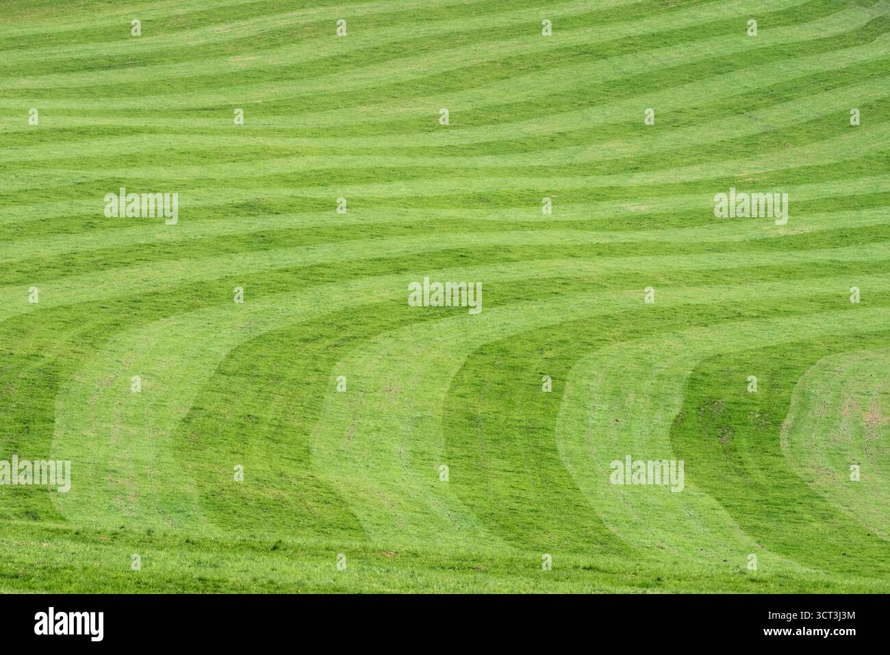 Eine offen gemähte Wiese mit den Spuren des Mähers auf dem Gras Stockfoto