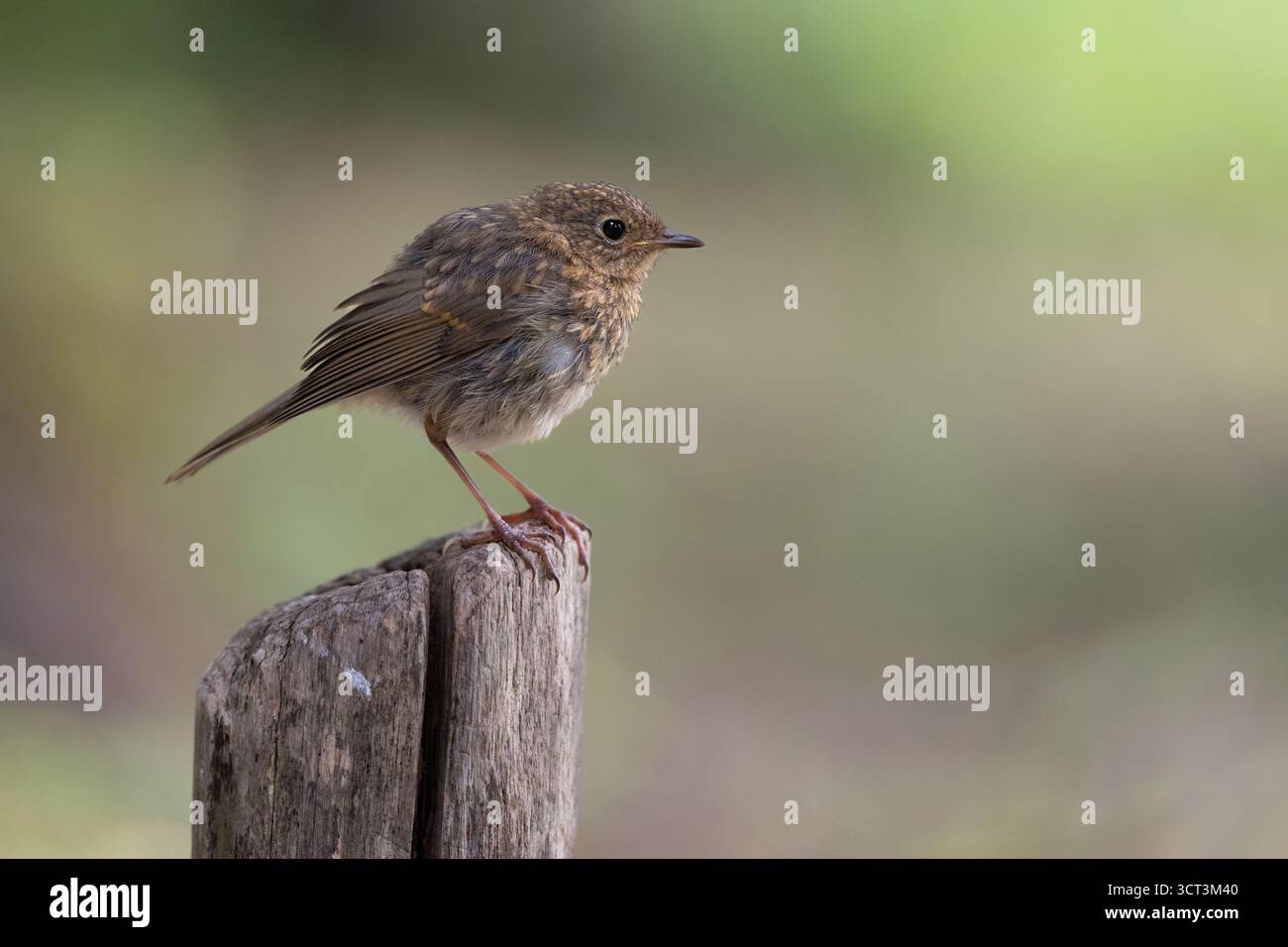 Ein junger rotkehlchen des Jahres, der auf einem Holzmast im Profil sitzt Stockfoto