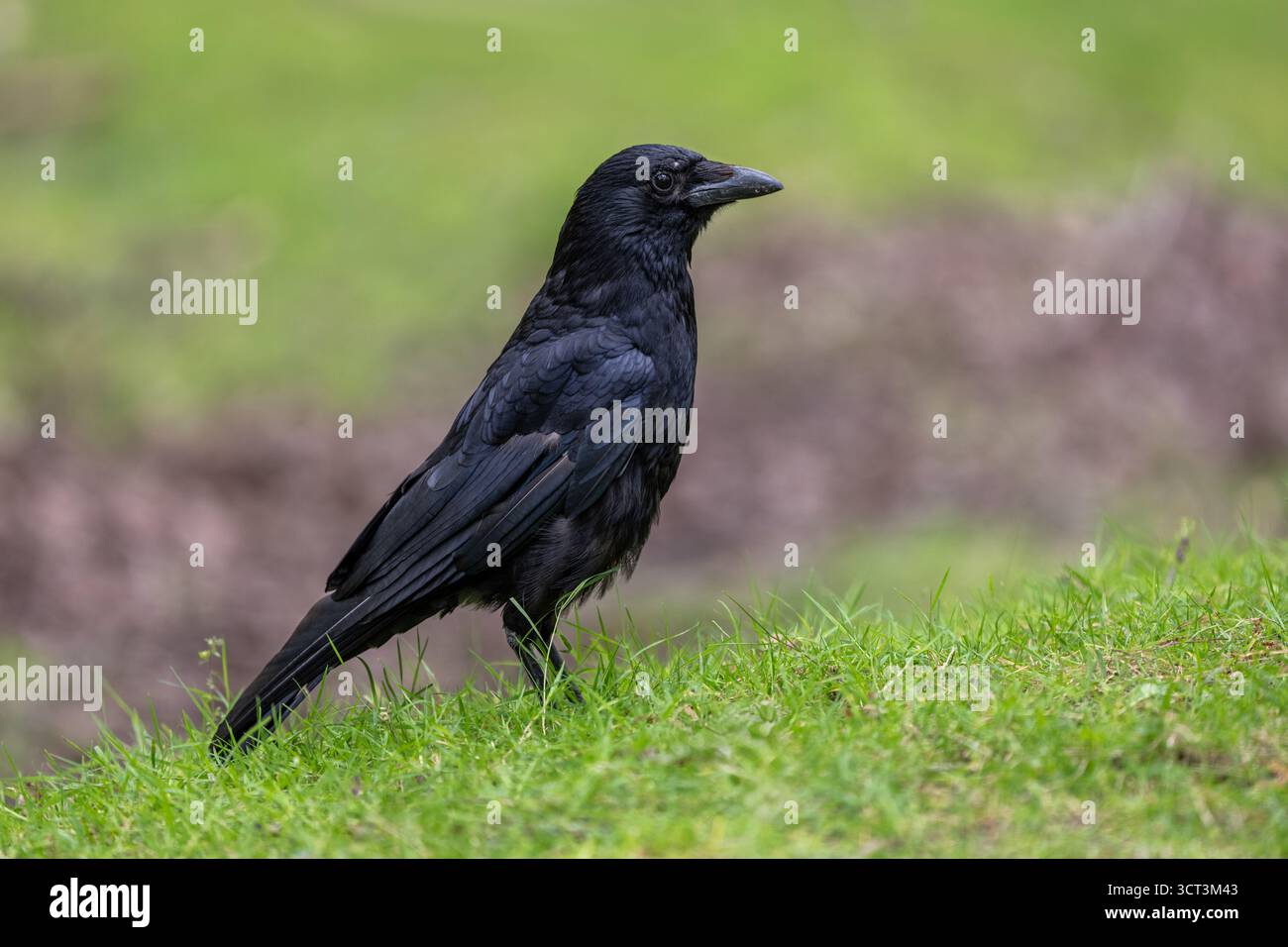 Eine Aaskrähe im Profil auf dem Boden über Gras Stockfoto