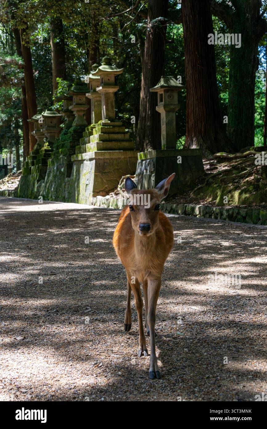 Hirsch am Kasuga Taisha Schrein Pfad in Nara, Japan Stockfoto