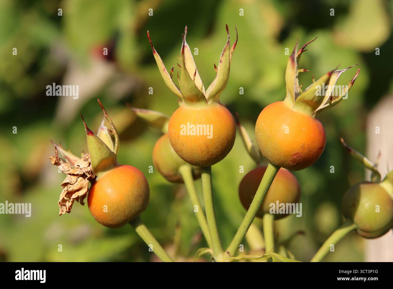 Hagebutten Stockfoto