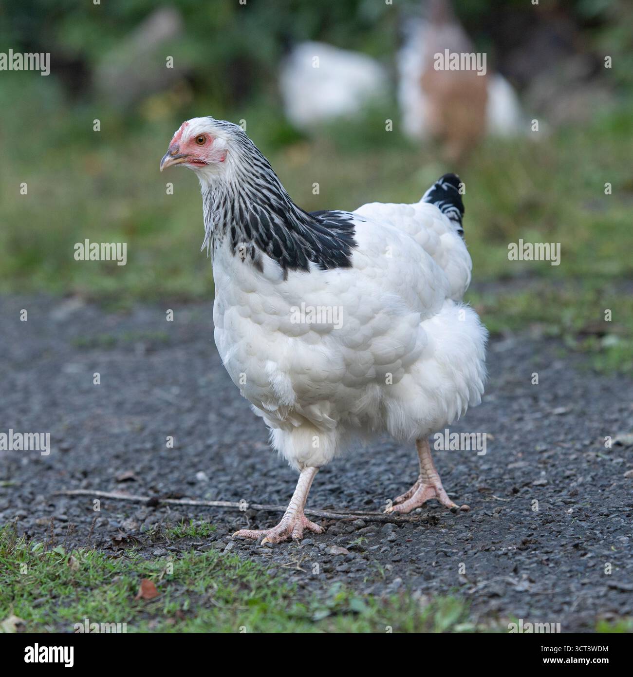 Leichte Sussex Henne Stockfoto
