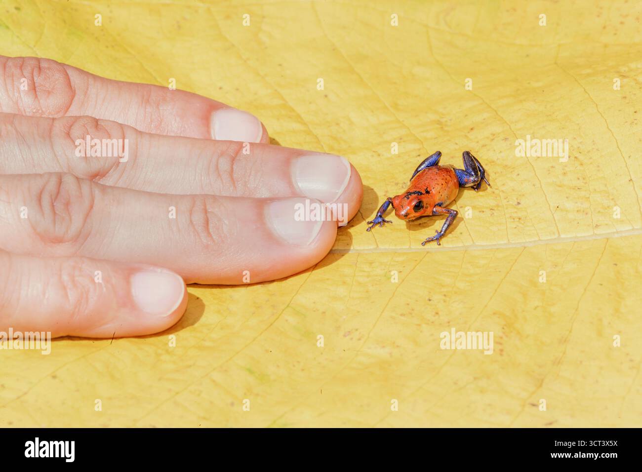 Blaue Jeans Dartfrosch (Dendrobates pumilio) in der Nähe menschlicher Hand, Costa Rica Stockfoto