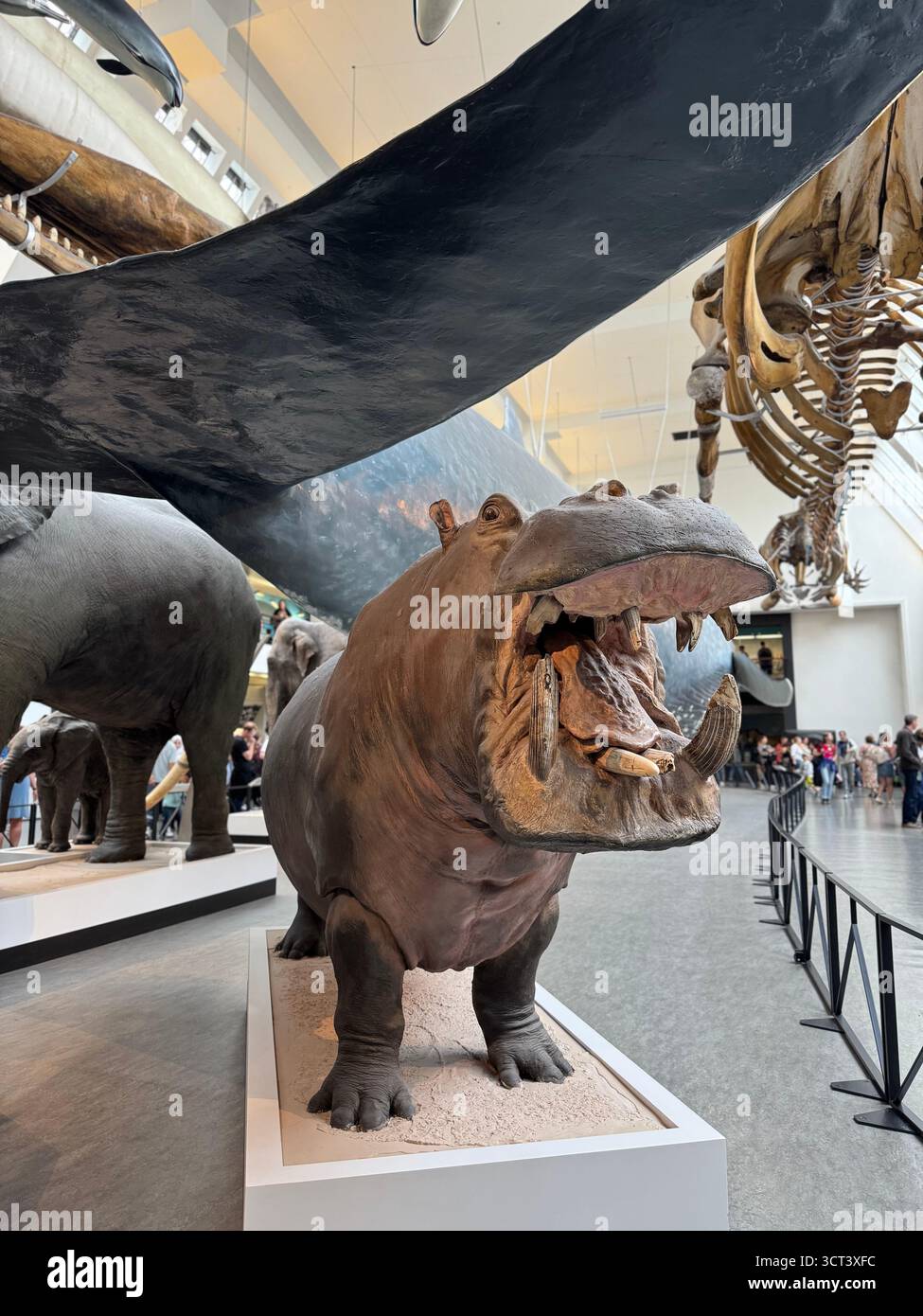 London Natural History Museum Hippopotamus - Smartphone-aufgenommenes Stockfoto