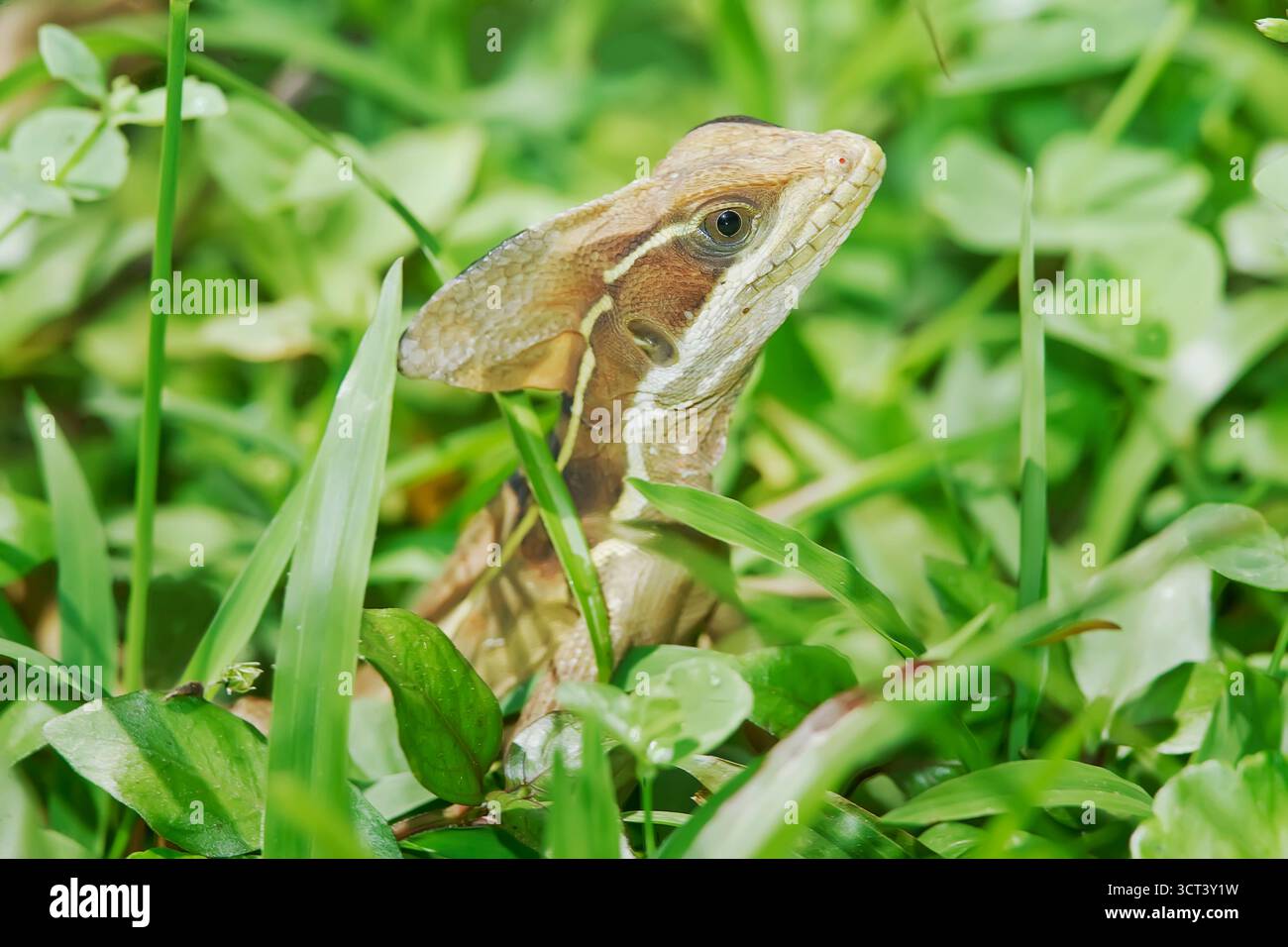 Basilisk (Basiliscus basiliscus) im Regenwald, Manuel Antonio Nationalpark, Provinz Puntarenas, Costa Rica Stockfoto