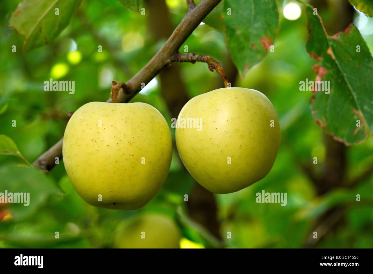 Zwei Äpfel hängen an einem Baumzweig. Die Äpfel sind grün und scheinen reif zu sein. Konzept der Frische und Fülle, da die Äpfel bereit sind, p Stockfoto