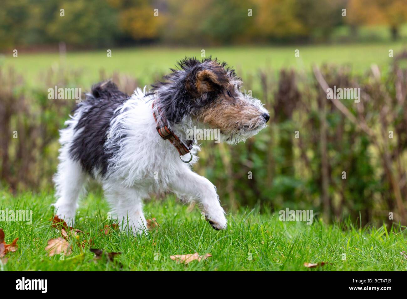 Draht-Fuchs-Terrier-Welpe in einem englischen Garten zur Herbstzeit. Nahaufnahmen eines kleinen Hundes. Stockfoto