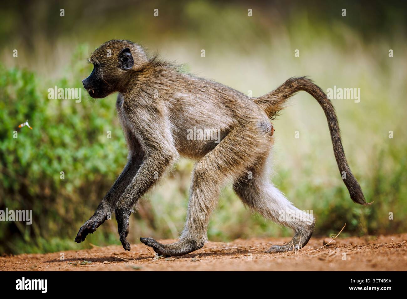 Chacma Pavian Vollformat läuft im Greater Kruger National Park, Südafrika; Specie Papio ursinus Familie der Cercopithecidae Stockfoto