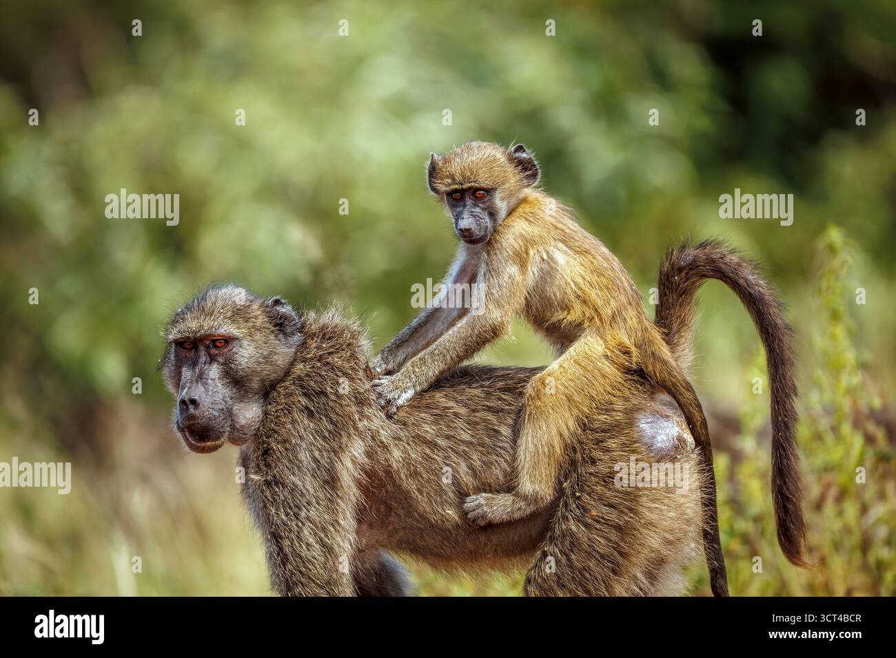Chacma-Pavian-Weibchen mit süßem Baby auf dem Rücken im Greater Kruger National Park, Südafrika; Specie Papio ursinus Familie der Cercopithecidae Stockfoto