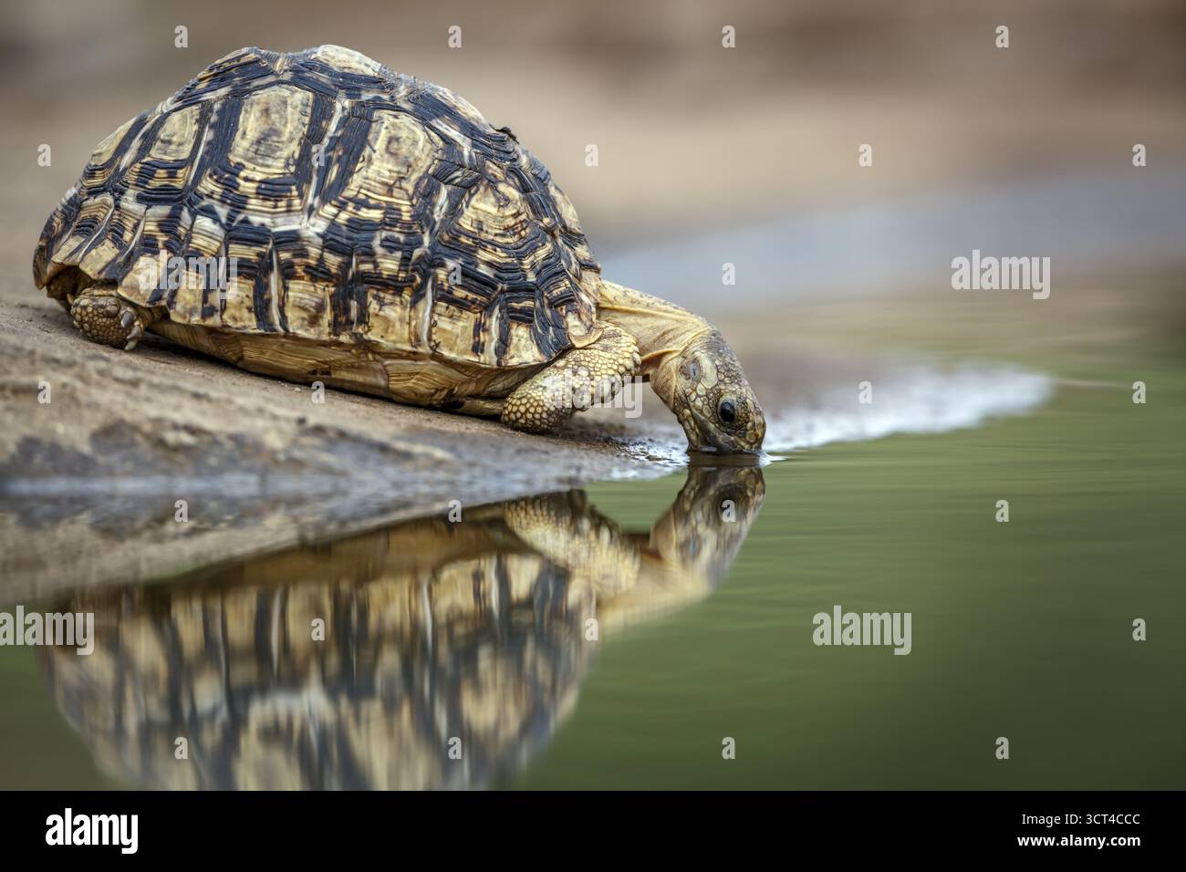 Leopardenschildkröte trinkt im Wasserloch mit Reflexion im Kgalagadi Transfrontier Park, Südafrika; Specie Stigmochelys pardalis Familie von Testudin Stockfoto