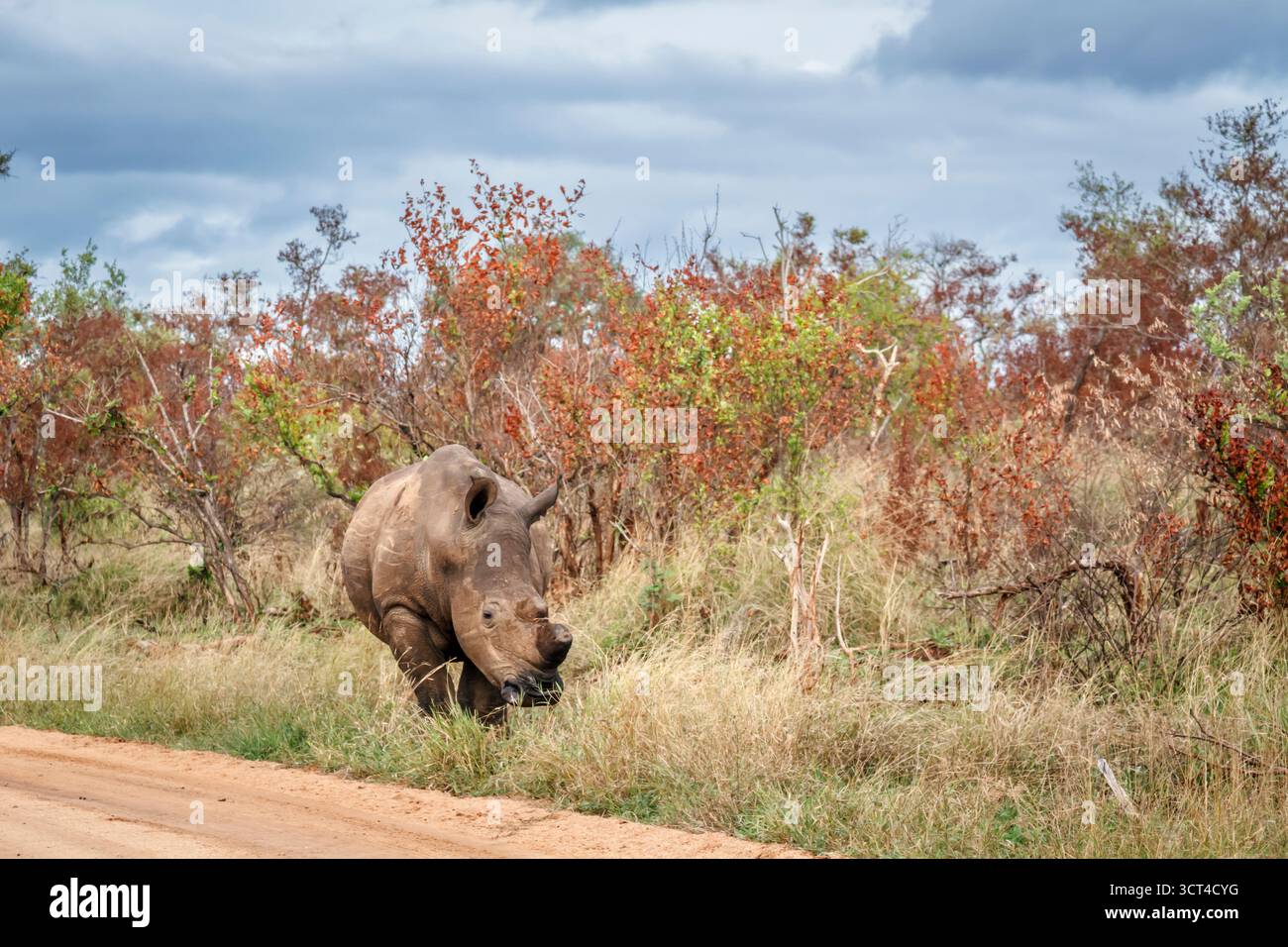 Südliches weißes Nashorn entlang einer Safari Schotterstraße, Vorderansicht im Kruger-Nationalpark, Südafrika; Specie Ceratotherium simum simum Familie von Rhino Stockfoto
