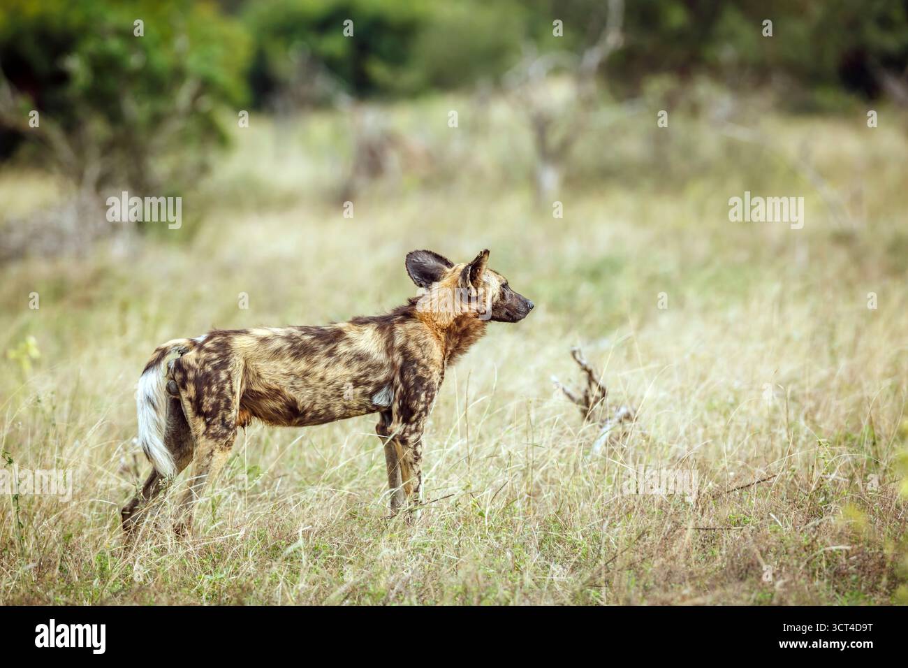 Afrikanischer Wildhund in der Savanne in Alarmbereitschaft im Kruger-Nationalpark, Südafrika; Specie Lycaon pictus Familie der Canidae Stockfoto