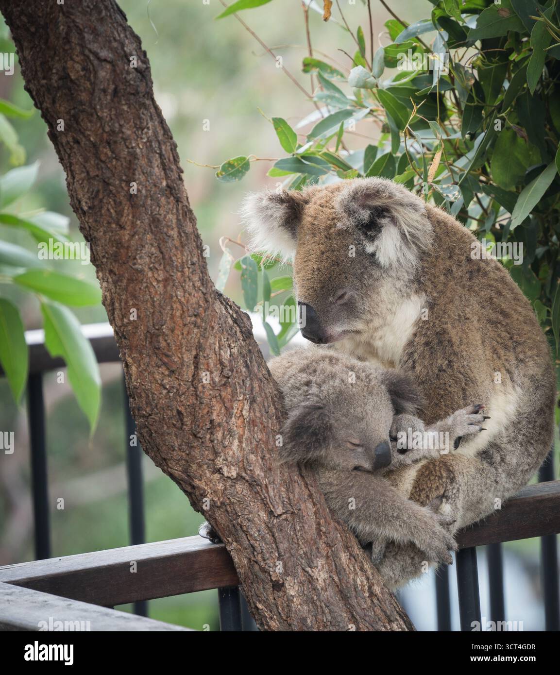 Schlafende Koalabärenmutter, die ihr kleines Jungtier hält, Sydney, Australien Stockfoto