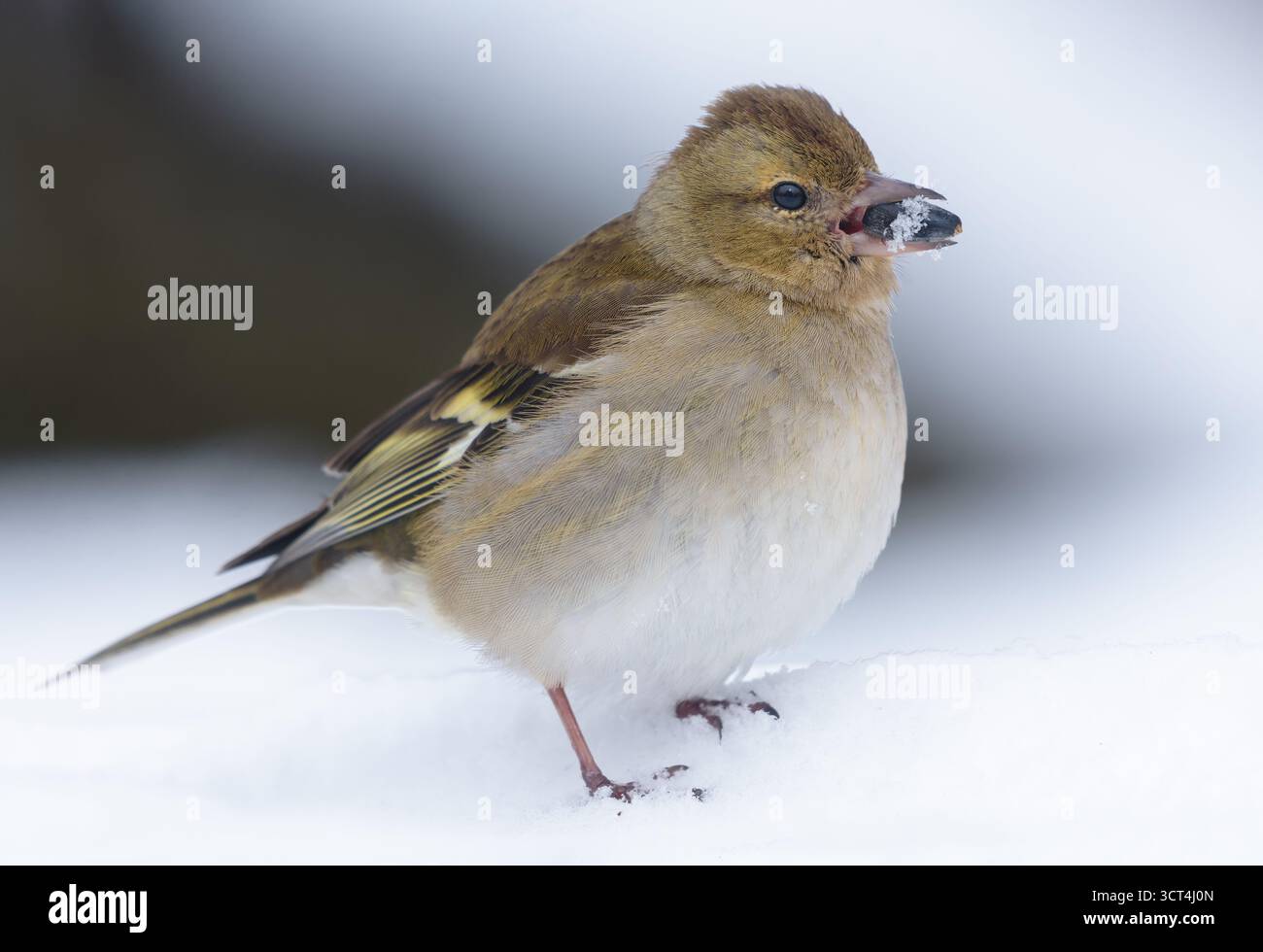 Weibliche Kaffinchen (Fringilla coelebs) ernähren sich von Sonnenblumenkernen durch sehr harten Winterzauber Stockfoto
