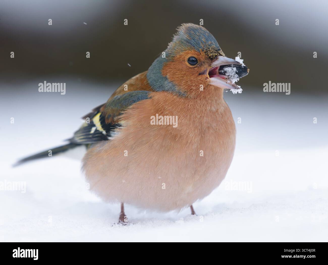 Männliche Kaffinchen (Fringilla coelebs) ernähren sich von Sonnenblumenkernen durch sehr raue Winterkälte Stockfoto