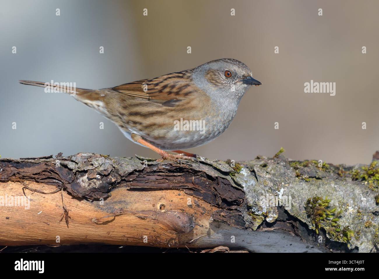 Vorsichtiger Dunnock (prunella modularis) steht auf dem alten Stamm in kalter Frühlingsumgebung Stockfoto