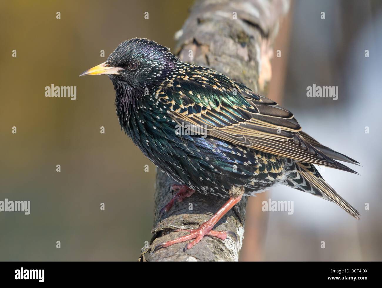 Sternchen (Sturnus vulgaris) suchen nach Nahrung und posieren auf einem dicken Barsch am kühlen Frühlingsmorgen Stockfoto