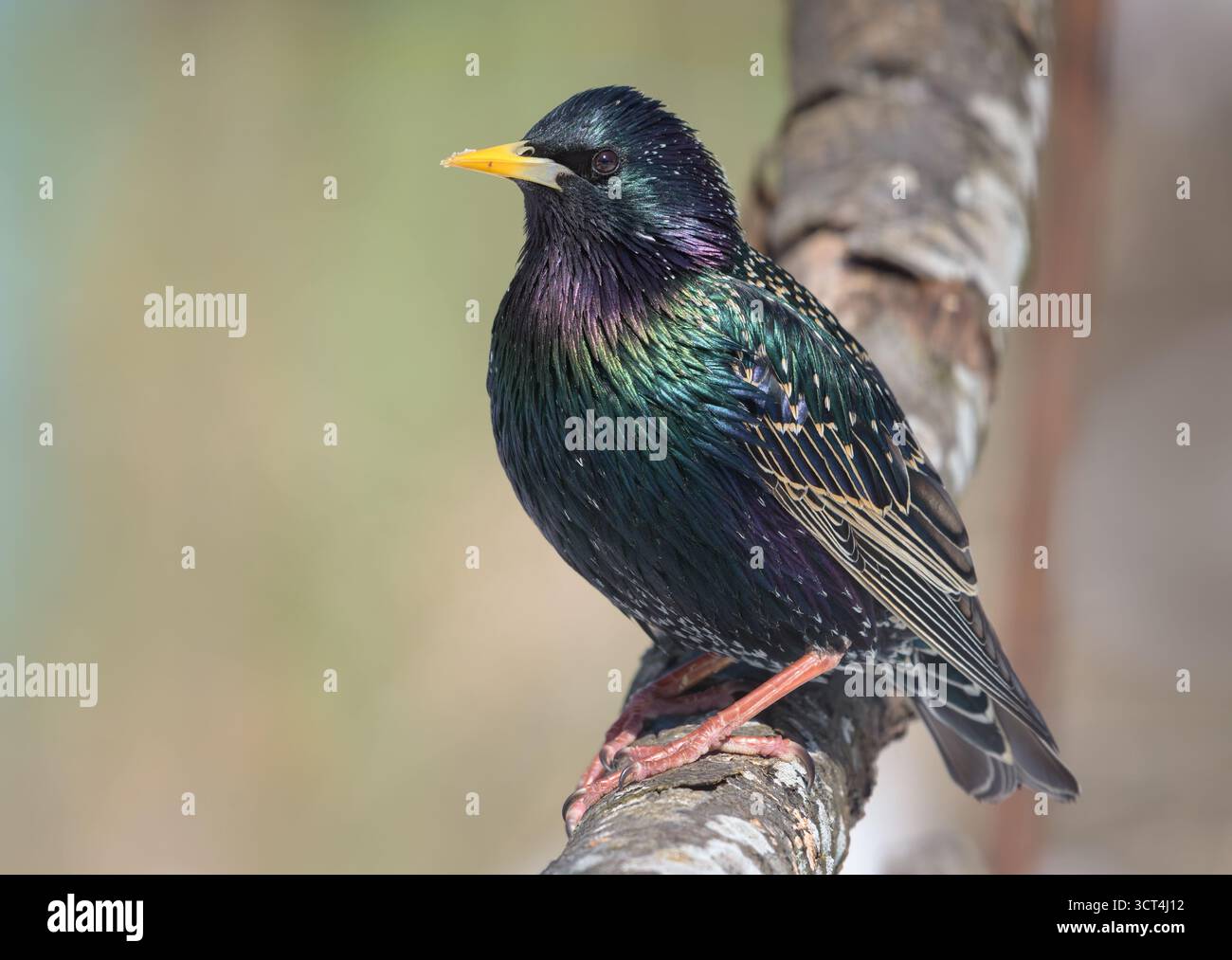 Sturnus vulgaris, der sich im Frühjahr auf einem dicken Zweig seltsam posiert Stockfoto