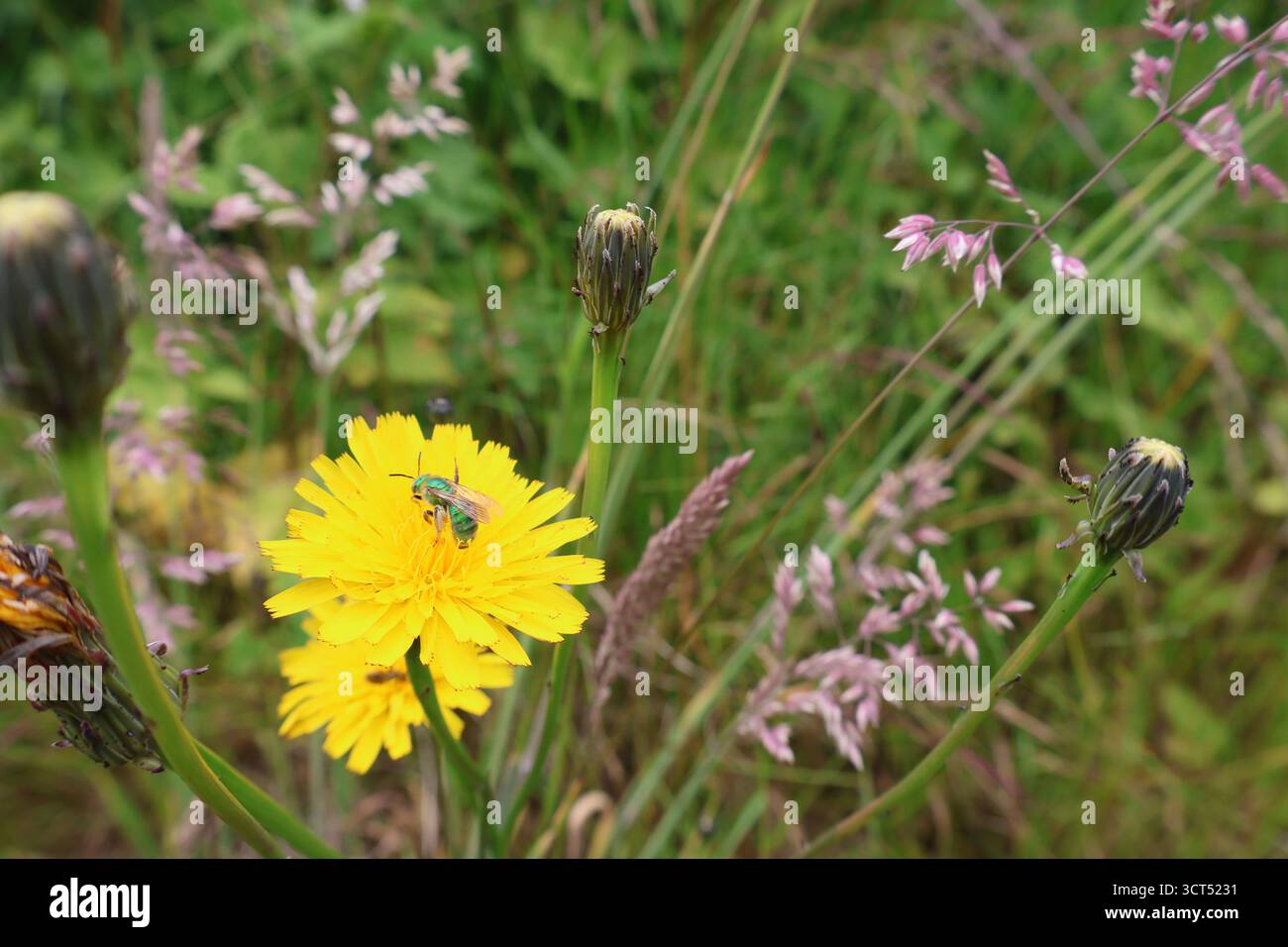 Makro einer Schweißbiene auf einer Blume auf einer Wiese Stockfoto