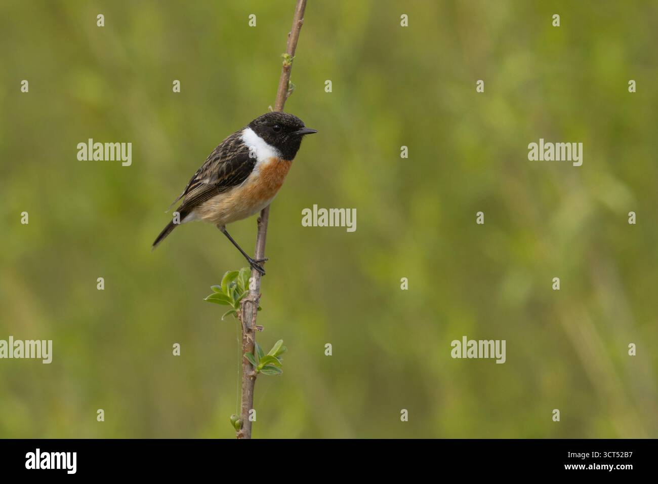 Der Europäische Steinechat (Saxicola rubicola) ist ein kleiner Passerinvogel, der früher als Unterart des Steinechats klassifiziert wurde Stockfoto