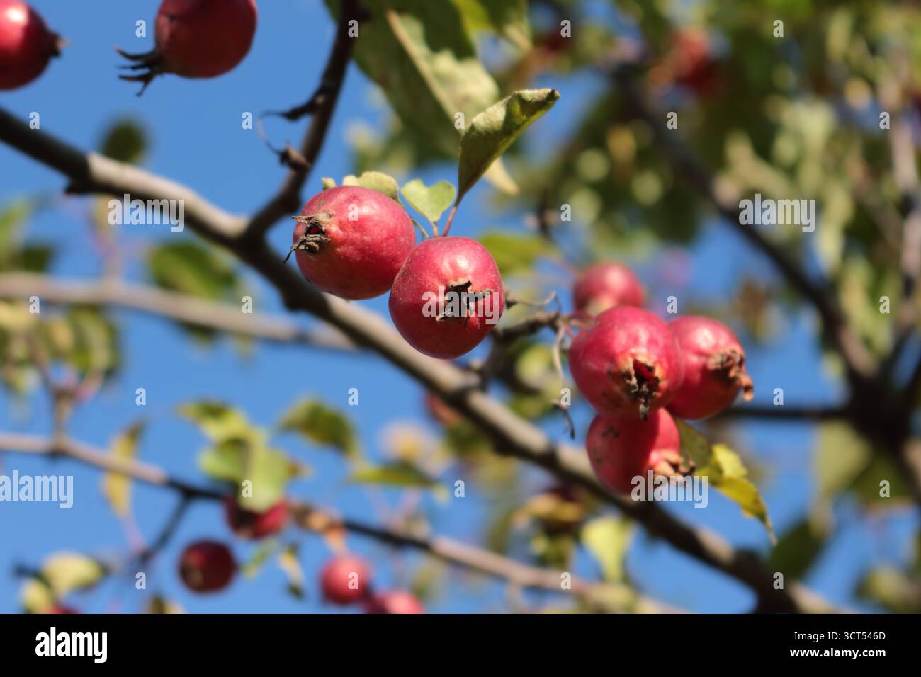 Rote kleine Äpfel auf einem Zweig eines Zierapfelbaums. Sonniger Herbsttag. Stockfoto