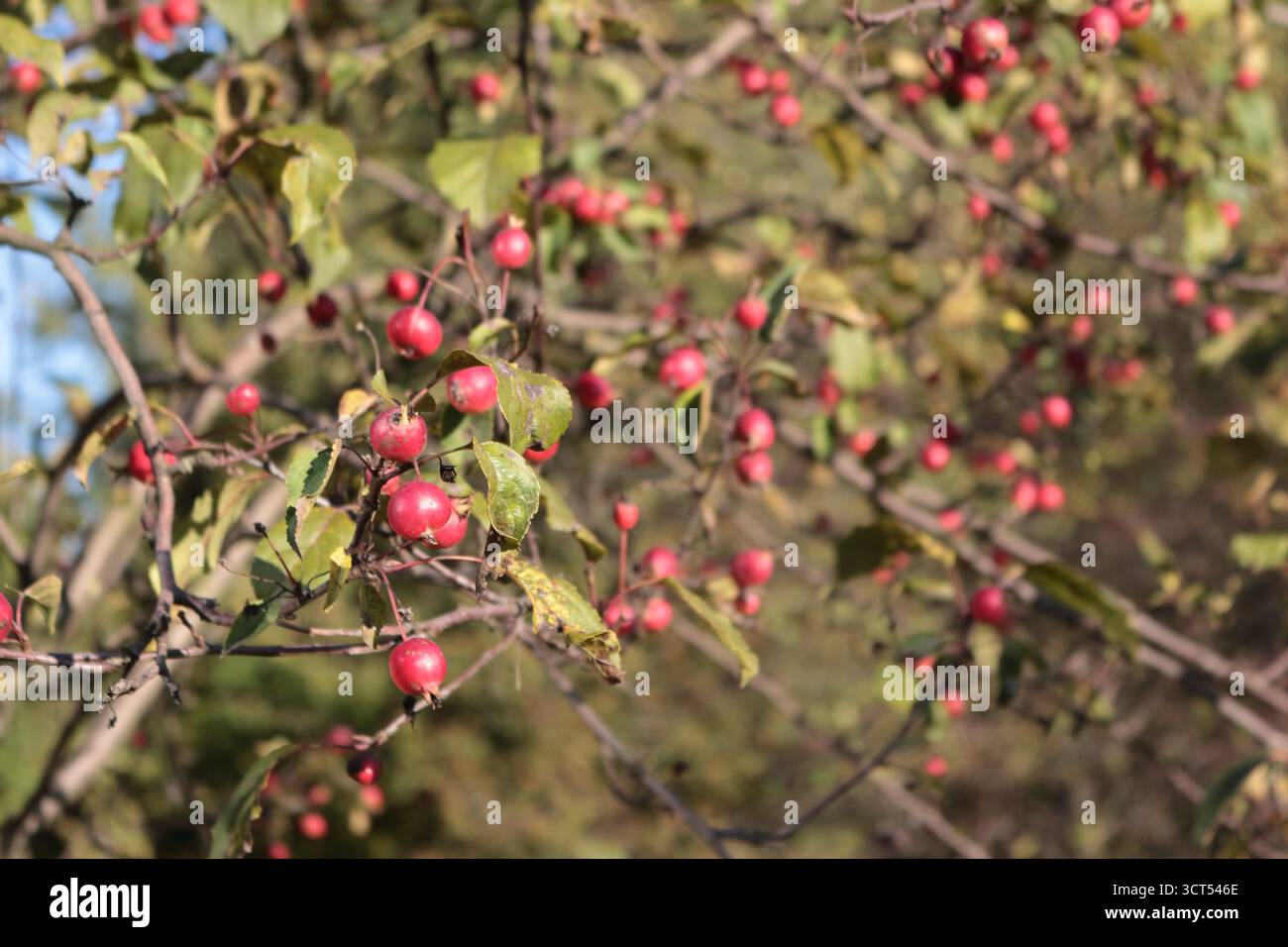 Rote kleine Äpfel auf einem Zweig eines Zierapfelbaums. Sonniger Herbsttag. Stockfoto
