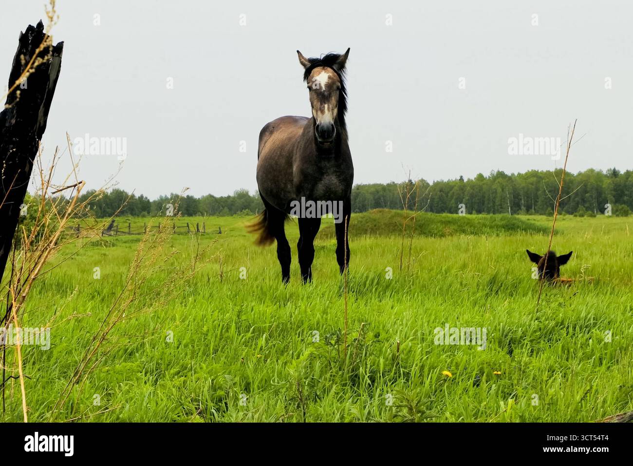 Das Pferd weidet auf der Wiese weidende Pferde. Stockfoto
