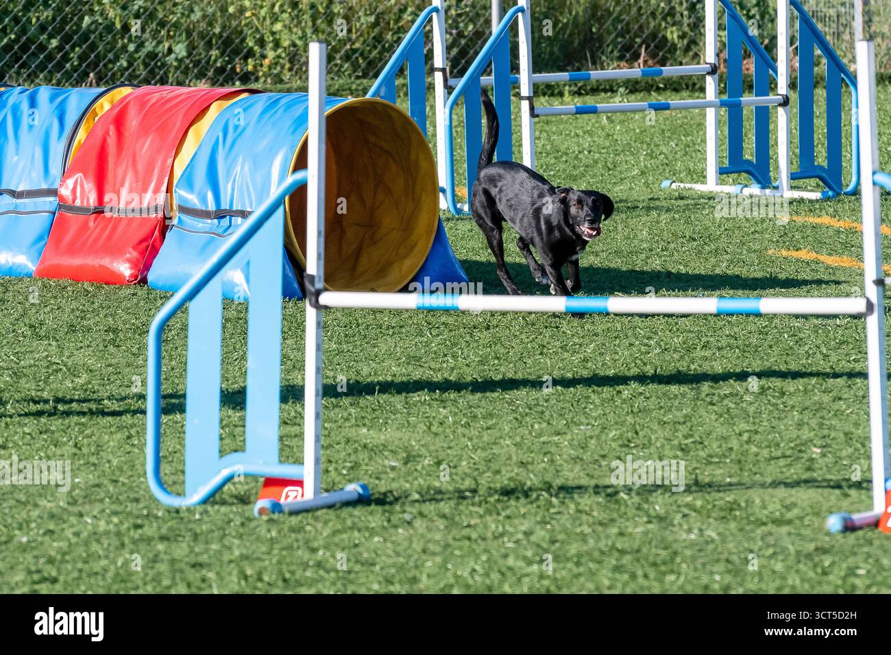 Schwarzer Hund navigiert während des Trainings in einem sonnigen Park auf dem Agility-Kurs Stockfoto