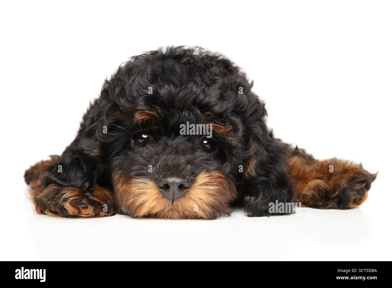 Der phantom-farbene Spielzeugpudelhündchen mit lockigem Fell liegt noch auf der weißen Oberfläche, mit dem Kopf nach unten zwischen den ausgestreckten Pfoten Stockfoto