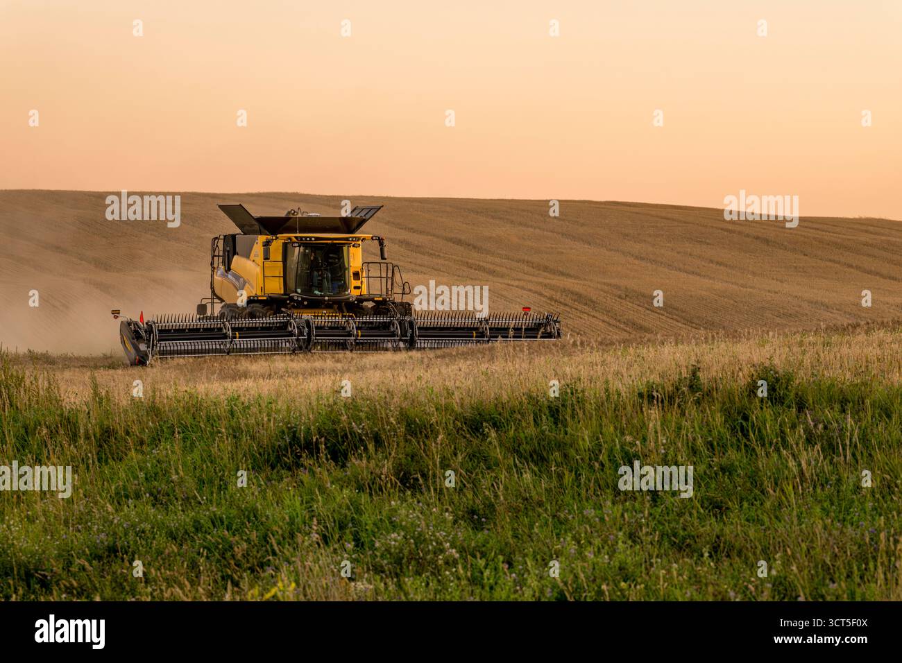 SWIFT Current, SK, Kanada - 24. August 2025: New Holland-Mähdrescher erntet Weizen in Saskatchewan bei Sonnenuntergang Stockfoto