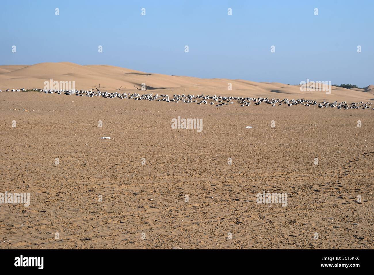 Möwen stehen in der Nähe der Sanddüne am Strand von Agadir, Marokko, Nordafrika Stockfoto