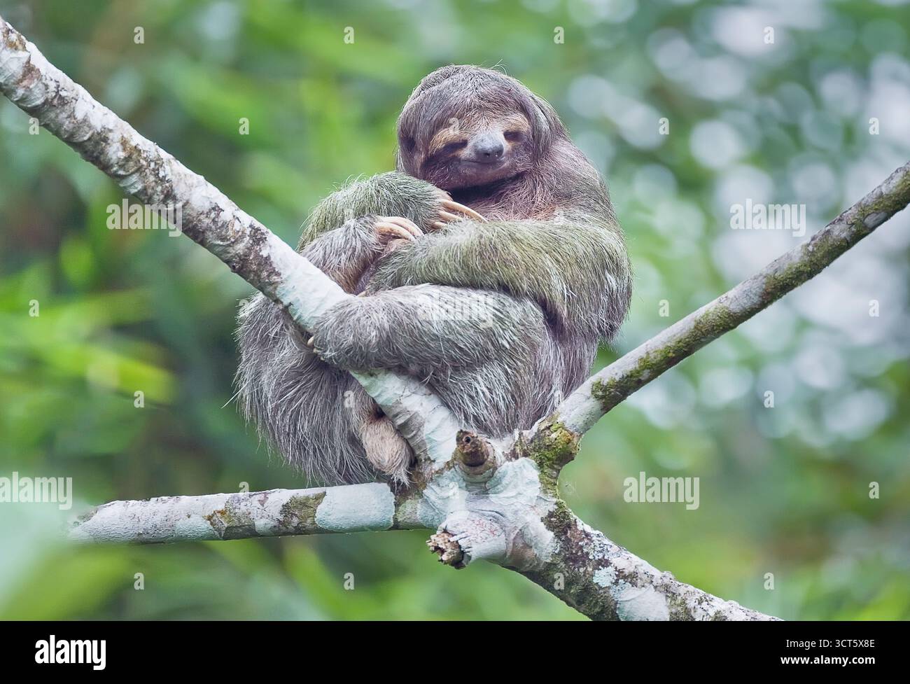 Dreizehiges Faultier (Bradypus variegatus), das auf einem Baum sitzt, Costa Rica, Mittelamerika Stockfoto