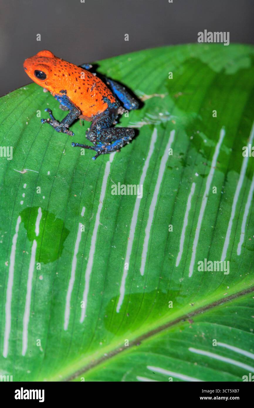 Blauer Jeansfrosch (Dendrobates pumilio) auf einem Blatt, Costa Rica Stockfoto